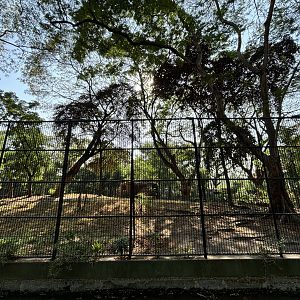 Tiger Exhibit #1 - Bengal