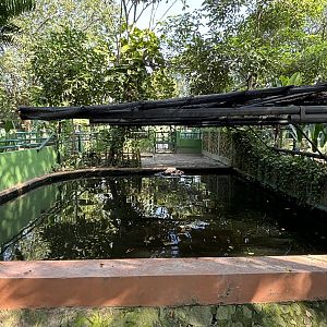 Pygmy Hippo Exhibit #1