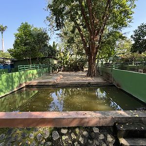 Pygmy Hippo Exhibit #2