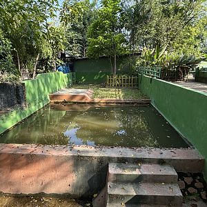 Pygmy Hippo Exhibit #3