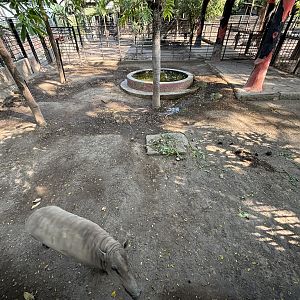 Babirusa Exhibit