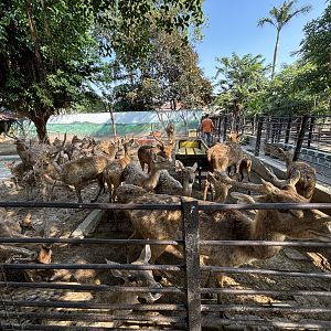 Javan Rusa Deer Exhibit #1 - packed!