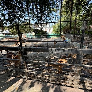 Sitatunga Exhibit - one of several