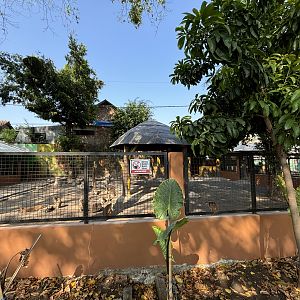 Agile Wallaby Exhibit #2