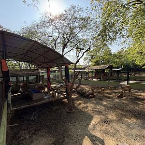 Javan Rusa Deer Exhibit #2