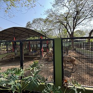 Javan Rusa Deer Exhibit #2