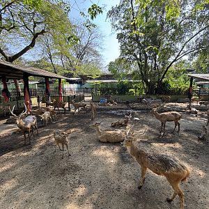 Javan Rusa Deer Exhibit #3