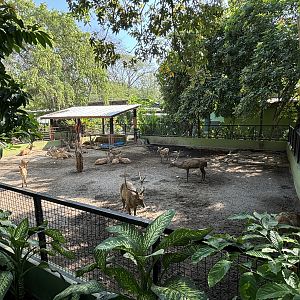 Javan Rusa Deer Exhibit #4