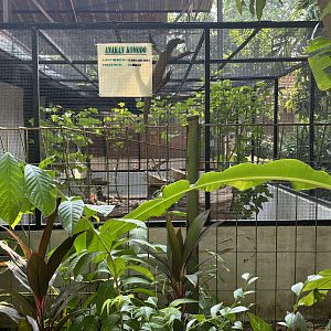 Komodo Dragon Exhibit - juvenile on wire