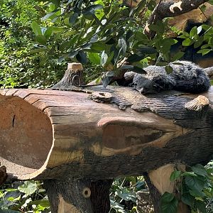 Binturong + Fake Log