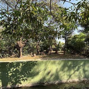 Tiger Exhibit #1 - Bengal