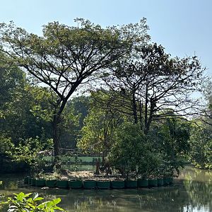 East Javan Langur Exhibit