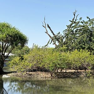 Proboscis Monkey + Bawean Deer Exhibit