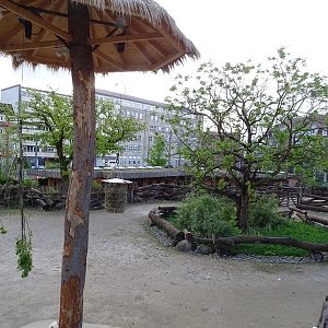 Giraffe outdoor enclosure