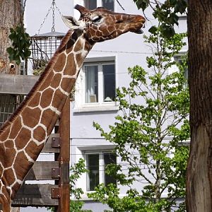 Reticulated giraffe (Giraffa camelopardalis reticulata)