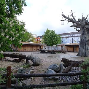 Grant's zebra enclosure