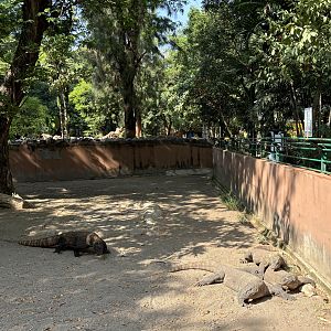 4 Komodo Dragons