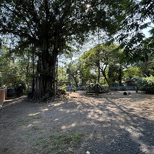 1 of 8 huge Komodo Dragon Exhibits
