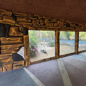 1 of 8 huge Komodo Dragon Exhibits