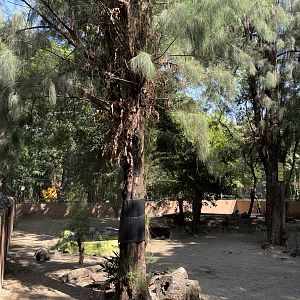 1 of 8 huge Komodo Dragon Exhibits