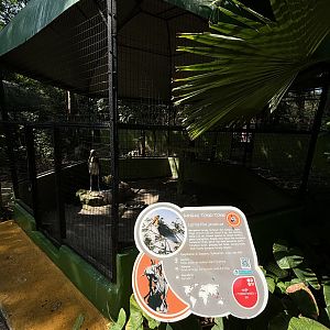 Lesser Adjutant Aviary