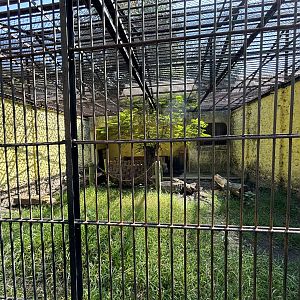 Sun Bear Exhibit #3