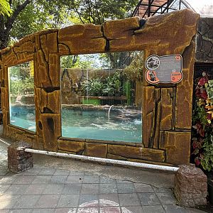 Small-clawed Otter Exhibit #2