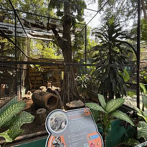 Banded Mongoose Exhibit #1