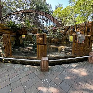 Banded Mongoose Exhibit #2