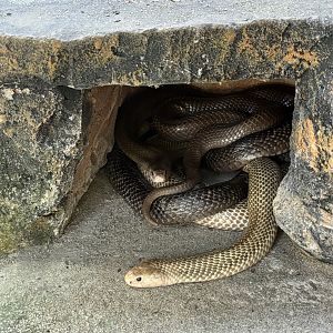 Javan Spitting Cobras