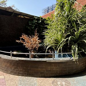 Green Iguana Exhibit #1