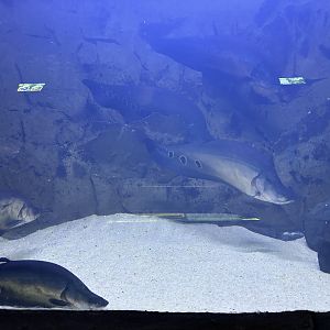 Spotted Knifefish Tank