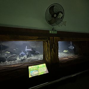 Giant Pangasius Tank