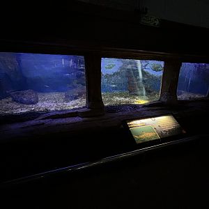 Blacktip Reef Shark Tank