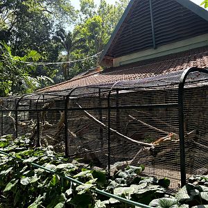 Green Iguana Exhibits #2, #3, #4 + #5