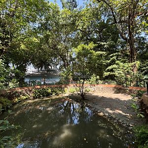 Saltwater Crocodile Exhibit #2