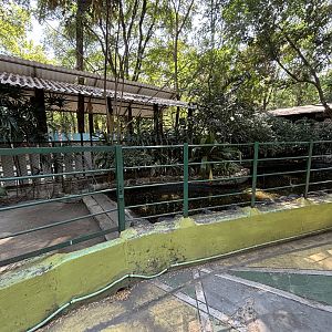 Green Sea Turtle Exhibit #2