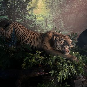 Tiger Diorama