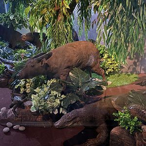Asian Wildlife Diorama