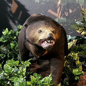 Sun Bear Diorama
