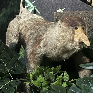 Proboscis Monkey Diorama