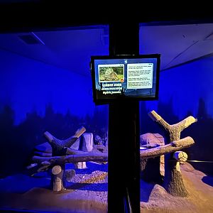 Javan Porcupine Exhibit #3