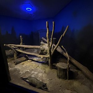 Common Palm Civet Exhibit