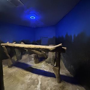 Binturong Exhibit #7