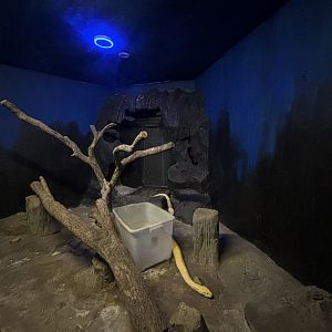 Albino Burmese Python Exhibit