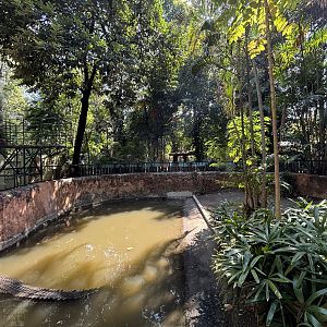 Saltwater Crocodile Exhibit #4