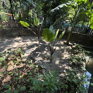 False Gharial Exhibit