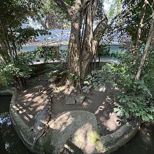 False Gharial Exhibit