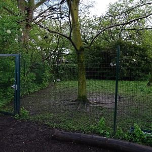 Demoiselle crane enclosure