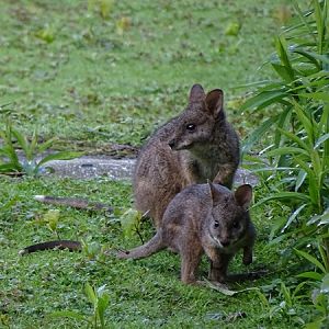 Parma wallaby (Notamacropus parma)